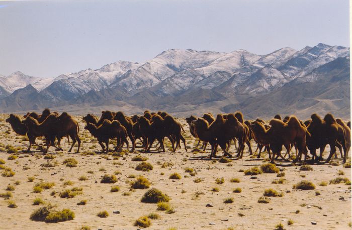 甘肃省安南坝野骆驼国家级自然保护区
