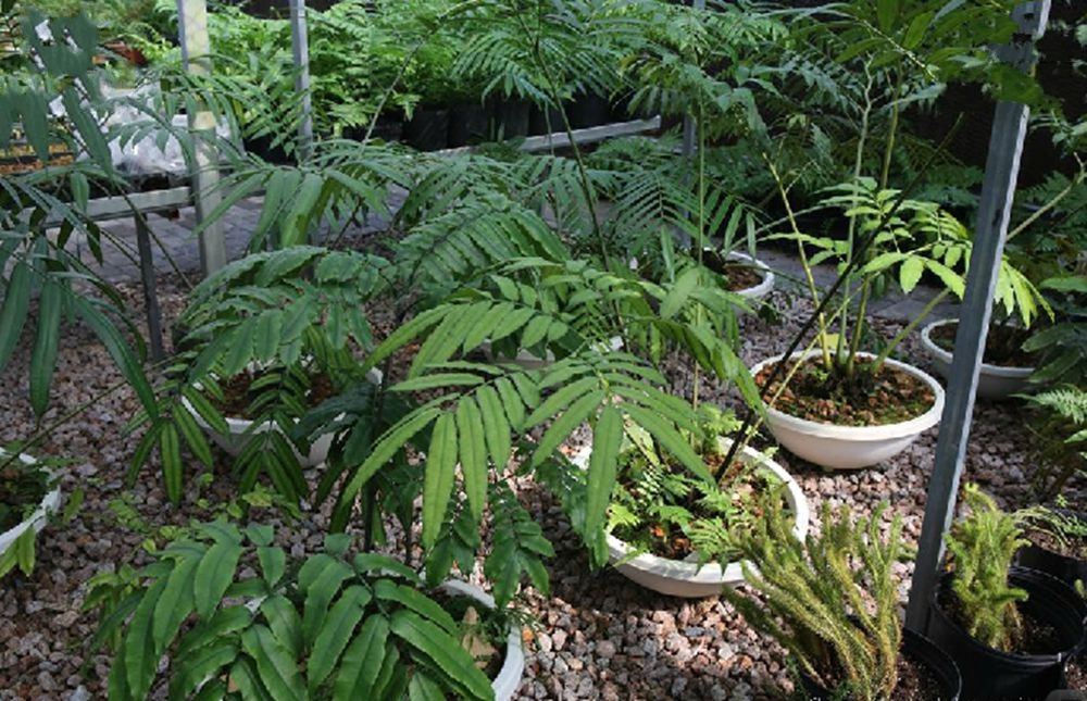 原始观音座莲属陆生中型 a href="#" data-lemmaid="7638032">蕨类 /a