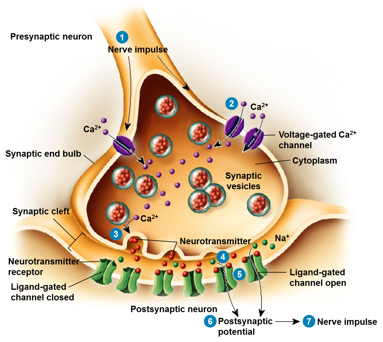  p>突触小泡 synaptic vesicle,在 a target="_blank" href="/item