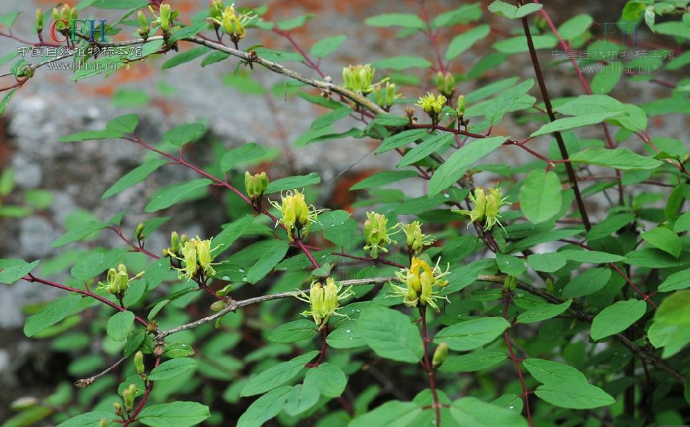  p>凹叶忍冬,学名:lonicera retusa franch,忍冬科,忍冬属,落叶灌木