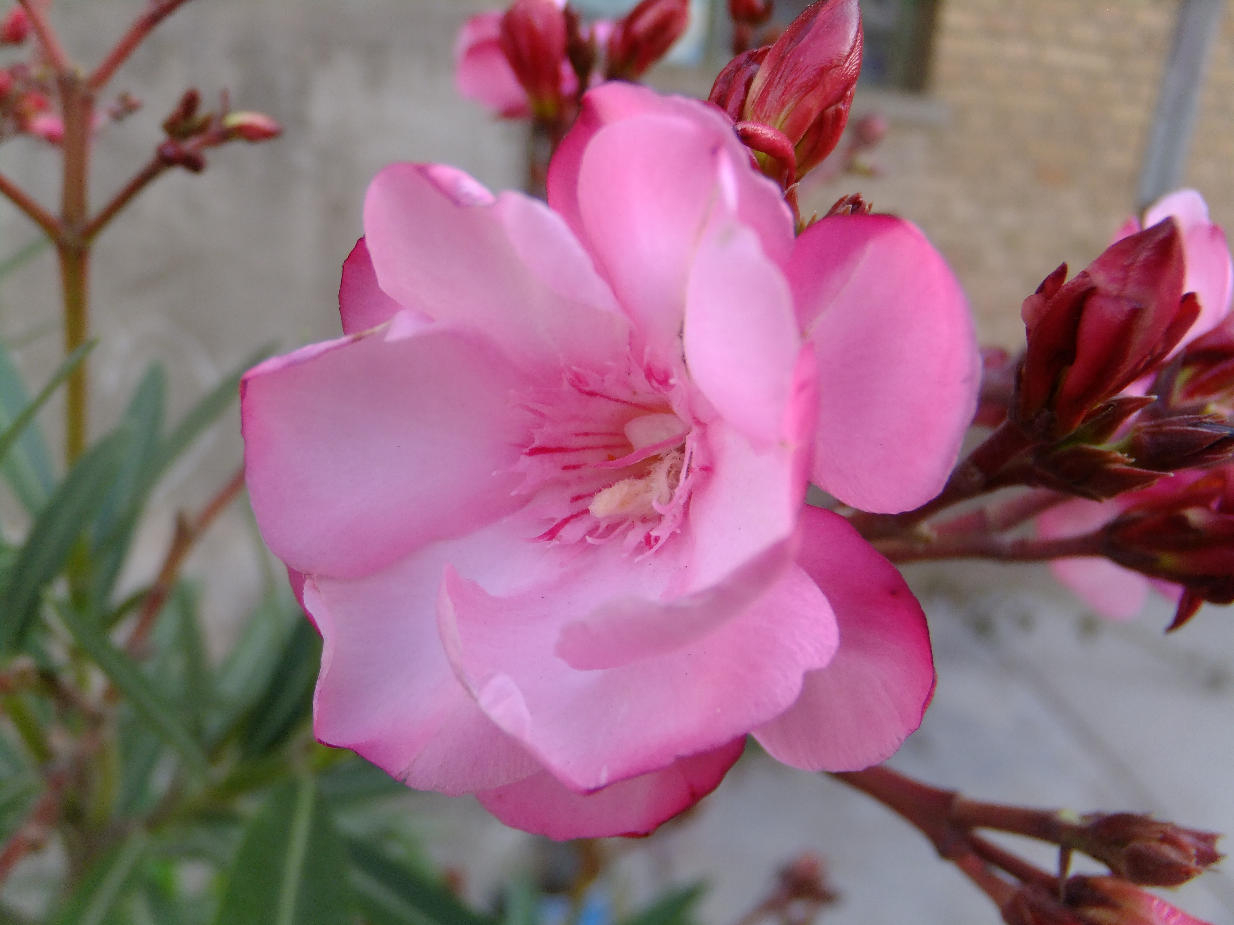 夹竹桃族夹竹桃属常绿直立大 a target="_blank" href="/item/灌 ">>