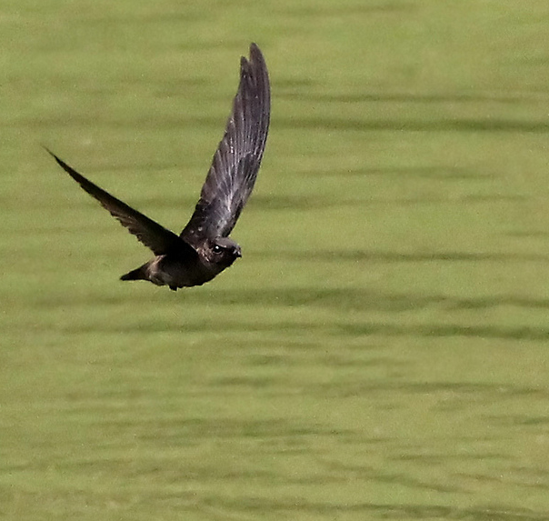  p>短嘴金丝燕(学名: i>aerodramus brevirostris /i>),小型鸟类,体长