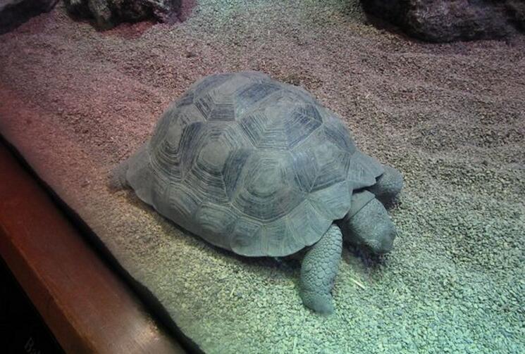  p>加拉帕戈斯象龟达尔文火山亚种是一种曲颈龟亚目,龟总科类生物.