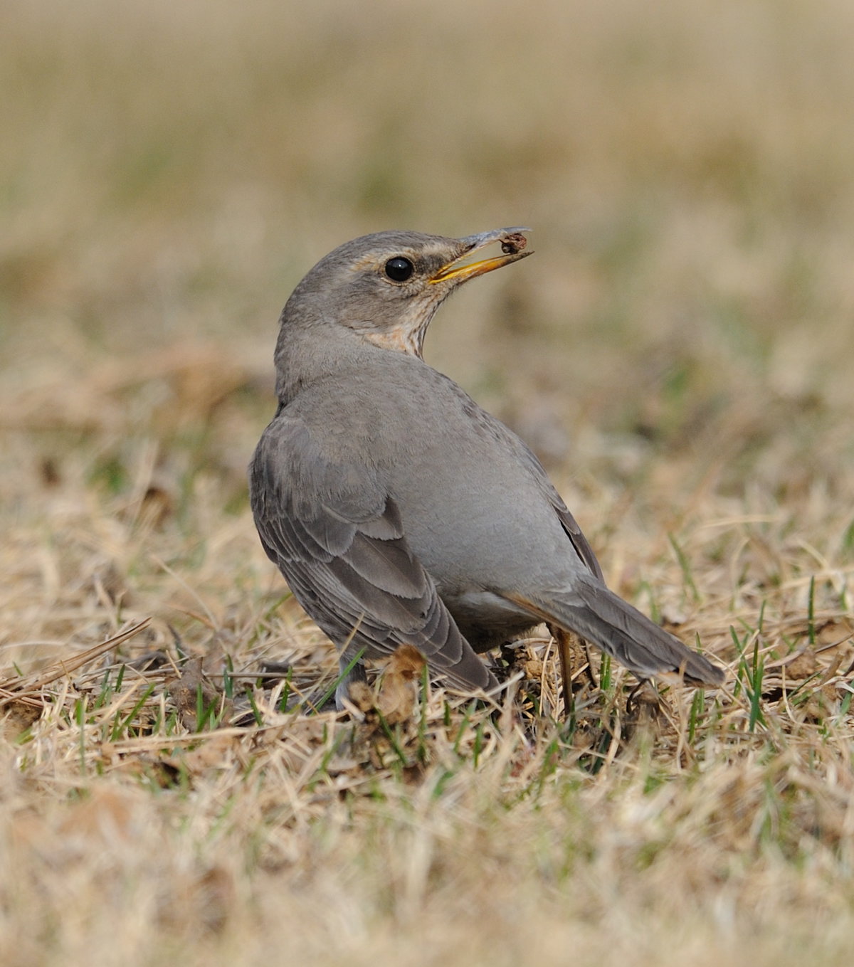  p>斑鸫(学名: i>turdus naumanni /i>):中型鸟类,体长20-24厘米.