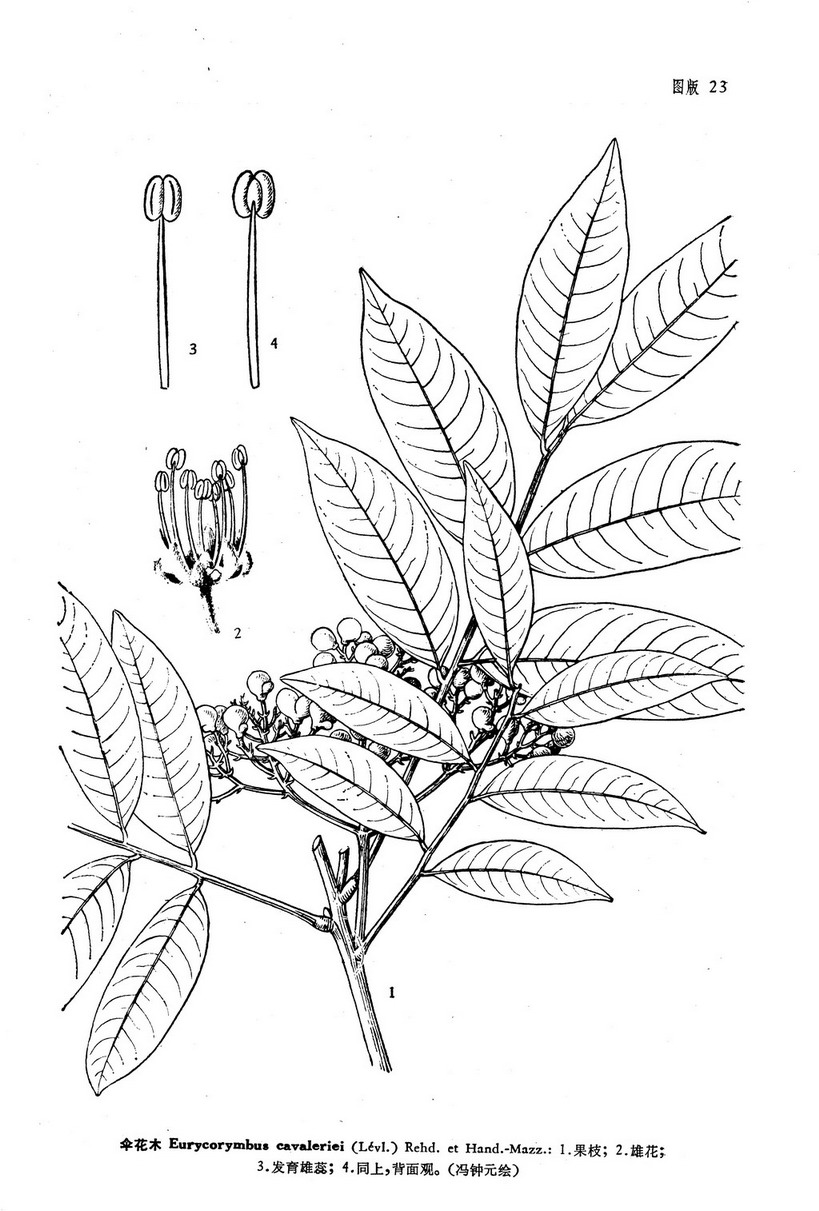  p>伞花木,乔木或小乔木,高6-20米.