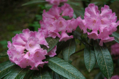  p>银叶杜鹃(学名: i>rhododendron argyrophyllum /i> franch.