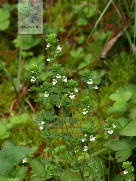 小米草(小米草种植技术)