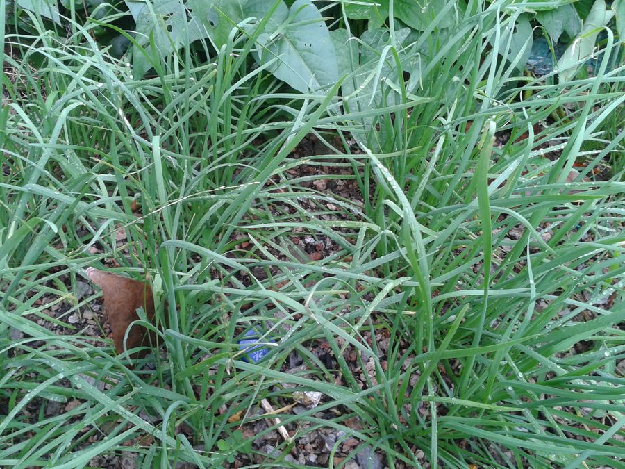  p>细叶韭(学名: i>allium tenuissimum /i> l.