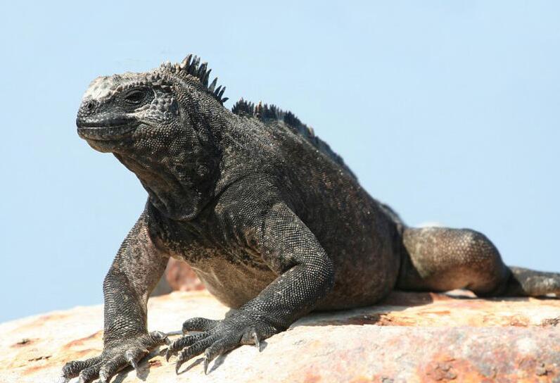 加拉帕戈斯海鬣蜥