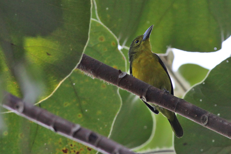  p>绿雀鹎(学名:aegithina viridissima)是小型 a href="#" data