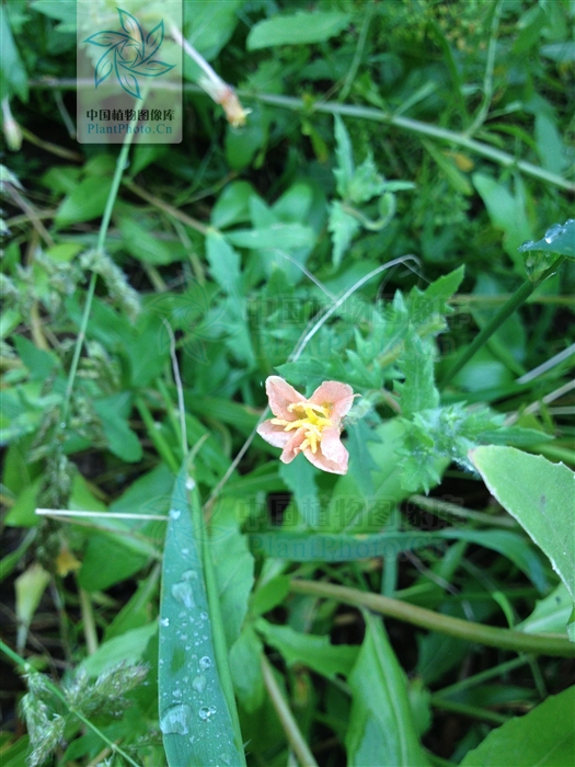  p>裂叶月见草,拉丁文名:oenothera laciniata hill.