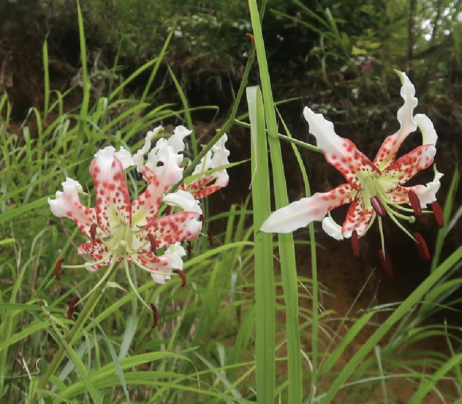  p data-id="tzg0lnp01wvy">药百合,是百合科百合属多年生草本植物.