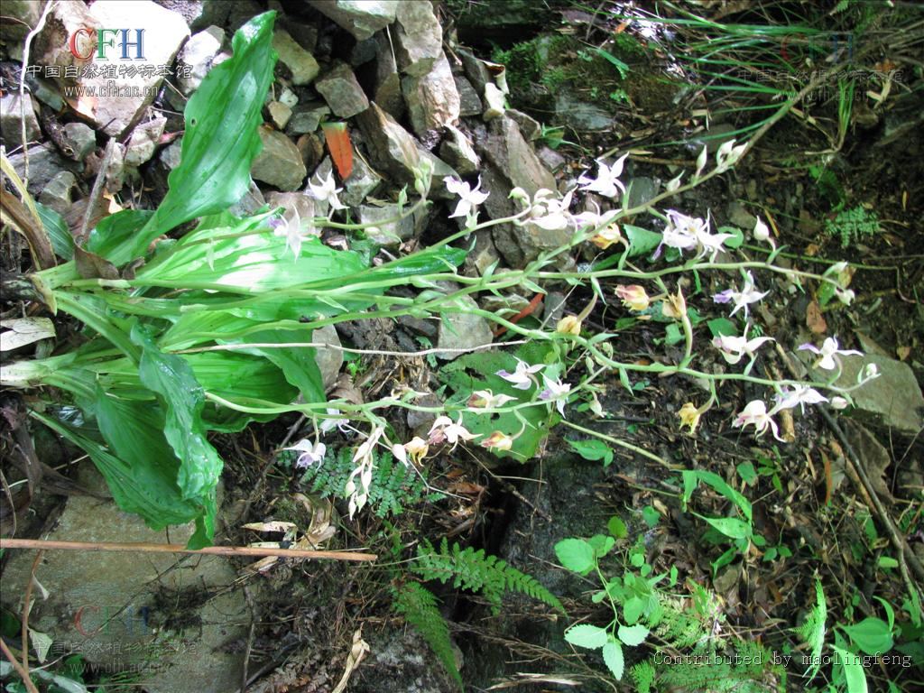  p>虾脊兰(学名: i>calanthe discolor /i>  lindl.