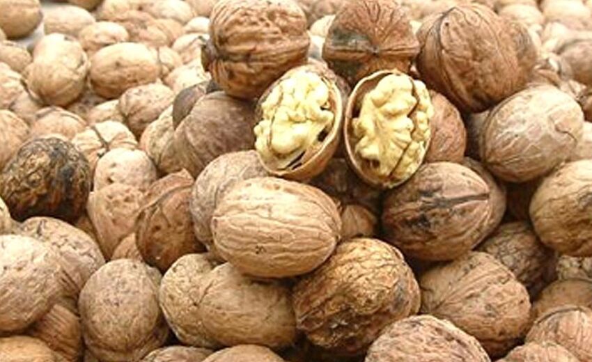  p>胡桃(拉丁学名  i>juglans regia  /i> l. ),俗称核桃 i>.