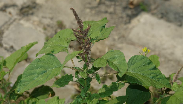  p>皱果苋(学名: i>amaranthus viridis  /i>l.