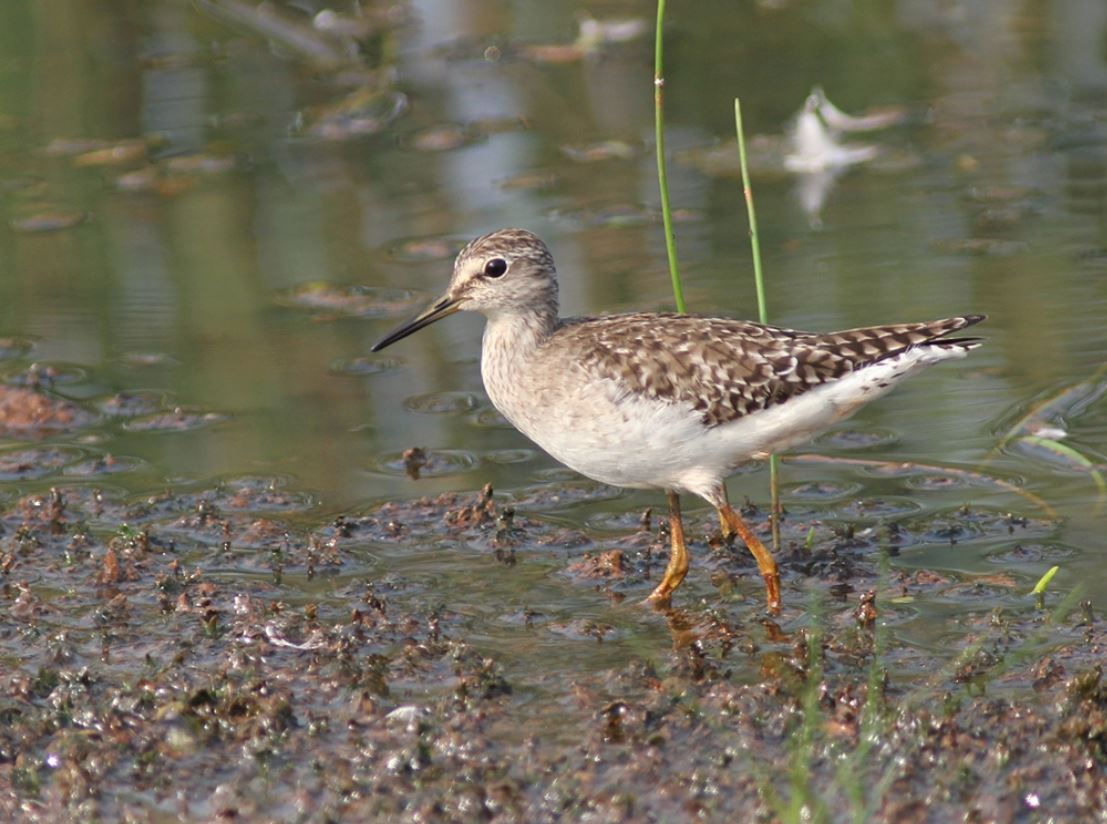  p>泽鹬(学名: i>tringa stagnatilis /i>):小型 a href="#" data