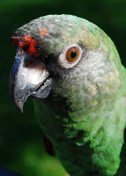  p>贾丁氏鹦鹉(学名: i>poicephalus gulielmi /i>) 在poicephalus属