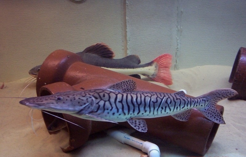  p>长须鲶,一种大型 a href="#" data-lemmaid="524517">鱼类 /a>.