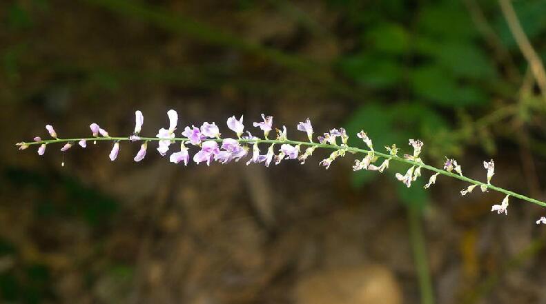  p>草木樨状黄耆(学名: i>astragalus melilotoides /i> pall.