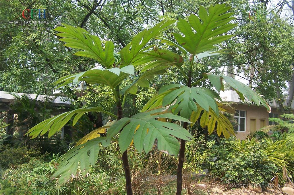  p>面包树(学名 i>artocarpus /i>  i>altilis /i> (parkinson ex f.