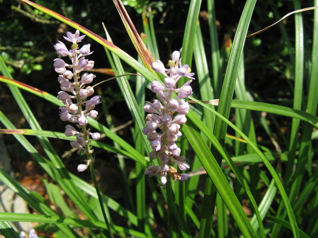 天门冬科沿阶草属多年生草本植物,该植物植株矮小,根纤细,近末端具