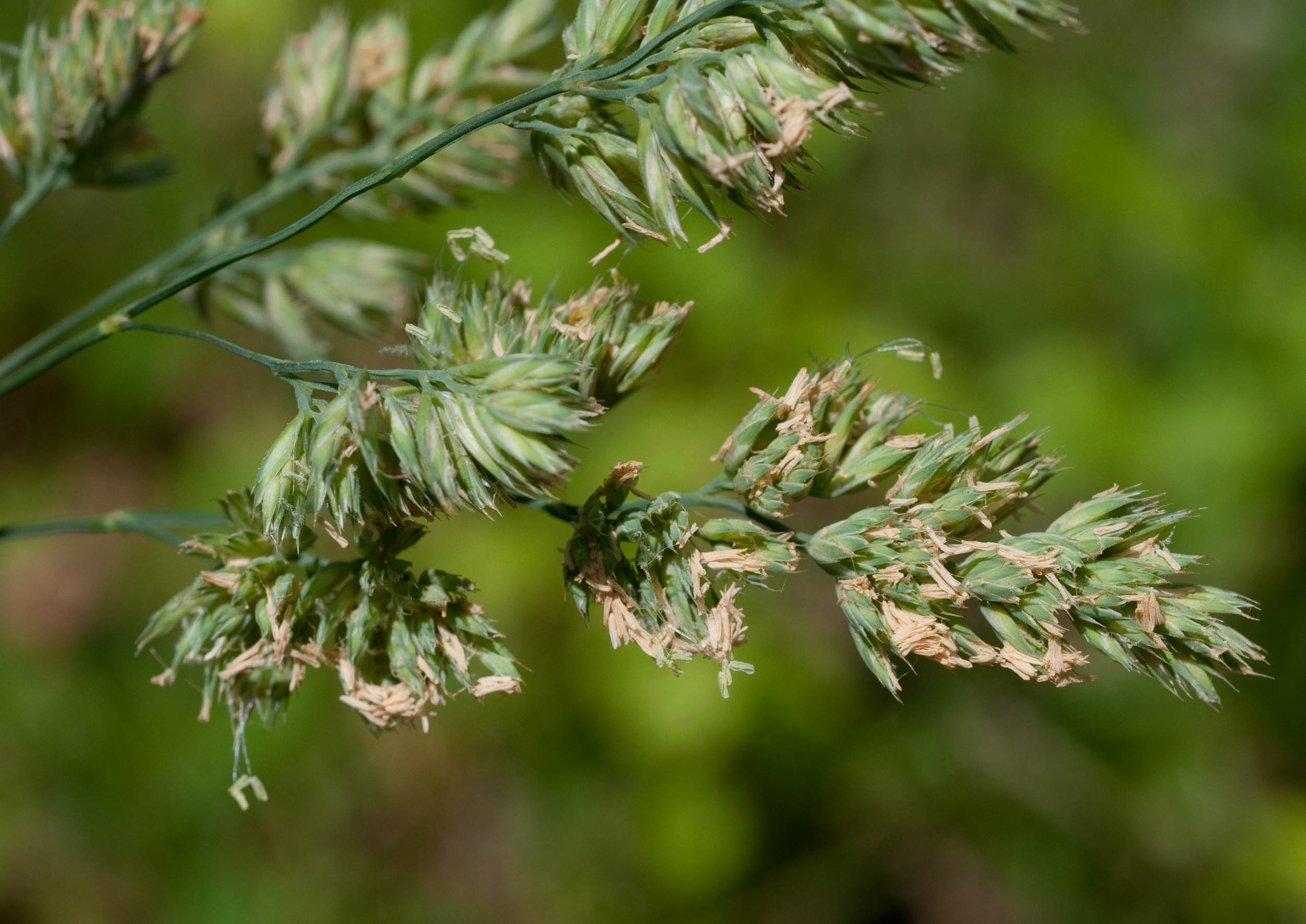 是禾本科早熟禾属多年丛生型禾草.