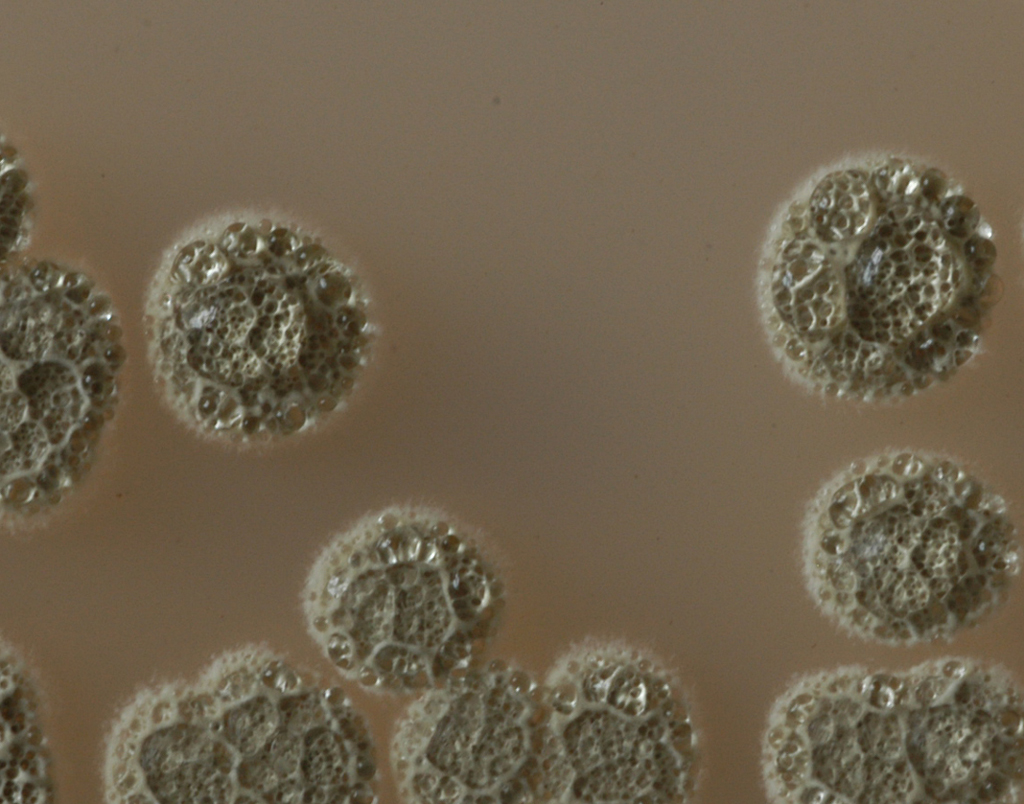 p>放线菌属(actinomyces) 为 a href="#" data-lemmaid="3446154">原