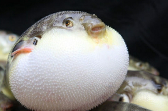 河豚毒