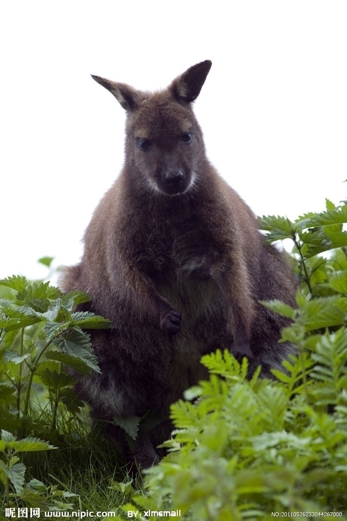  p>大袋鼠属(学名: i>macropus /i>)是 a href="#">有袋目 /a>的一种