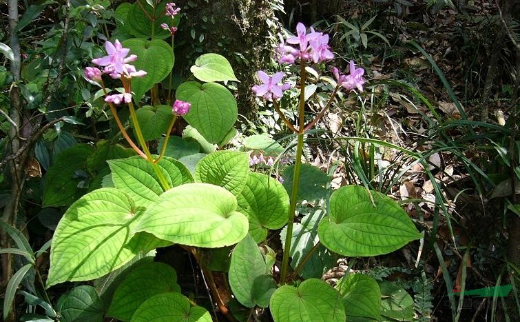  p> a target="_blank" href="/item/心叶异药花/10626105" data