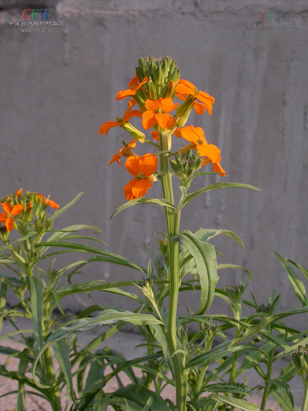  p>外折糖芥:多年生 a href="#">草本 /a>,高2-10厘米;全体有贴生2叉