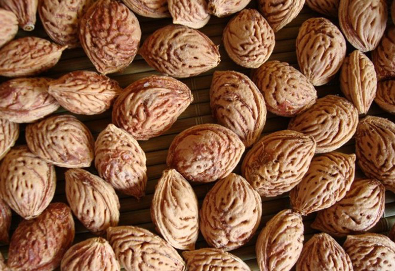  p>桃仁,中药名.为蔷薇科植物桃 i>prunus persica /i>(l.