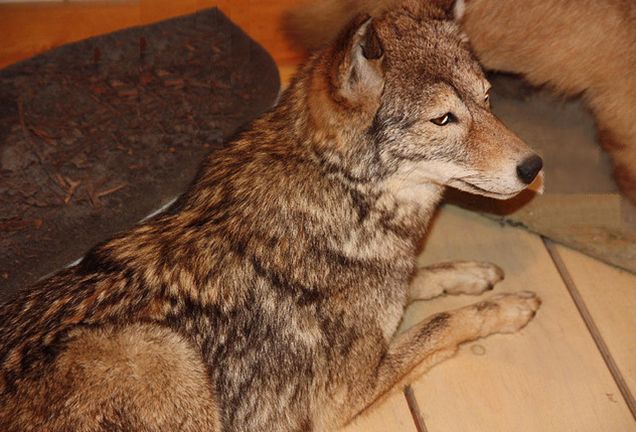  p>东部森林狼(学名:canis lupus lycaon)是灰狼的亚种之一,具有各种