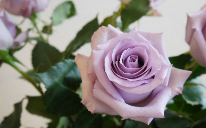 神秘浪漫的紫玫瑰 你真的了解它吗 百科ta说