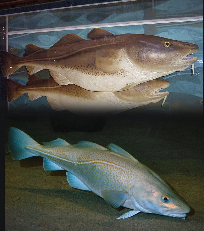  p>北极(英文:arctic;法文:arctique;德文:arktis),指地球自转轴的北