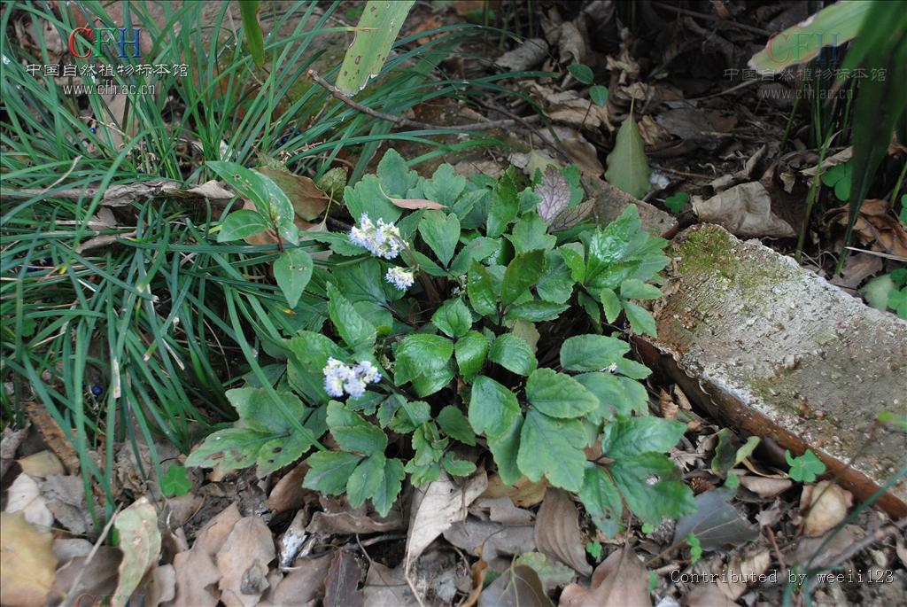  p>变豆菜属( a target="_blank" href="/item/学名/8074290" data