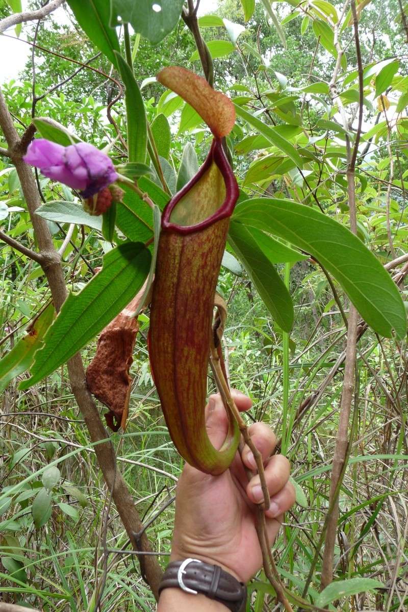 上位猪笼草