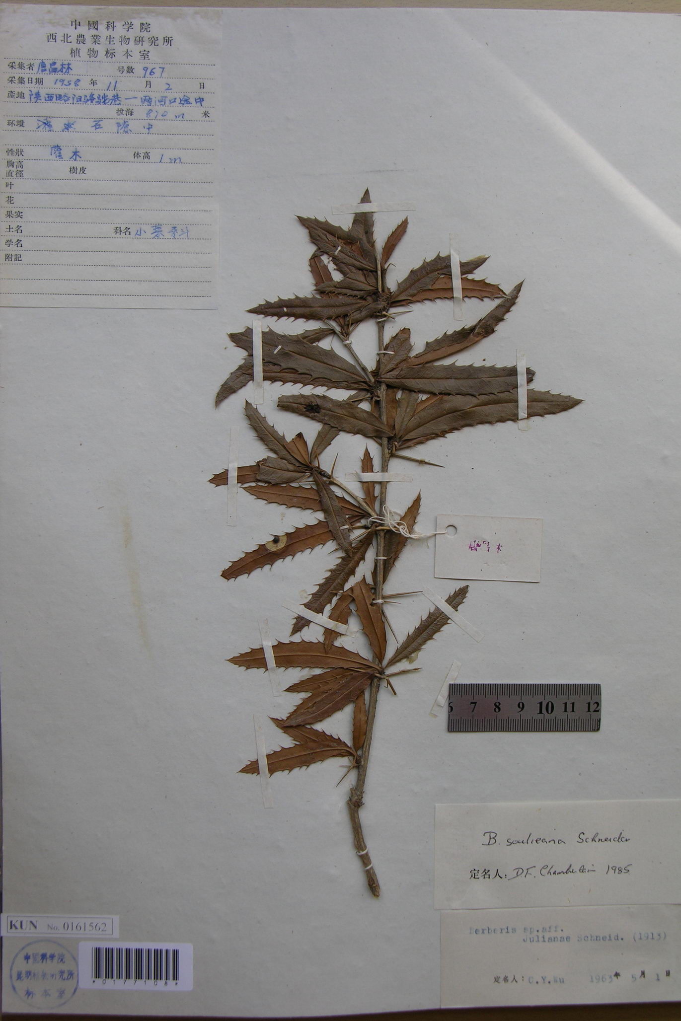  p>豪猪刺(学名: i>berberis julianae /i> schneid.
