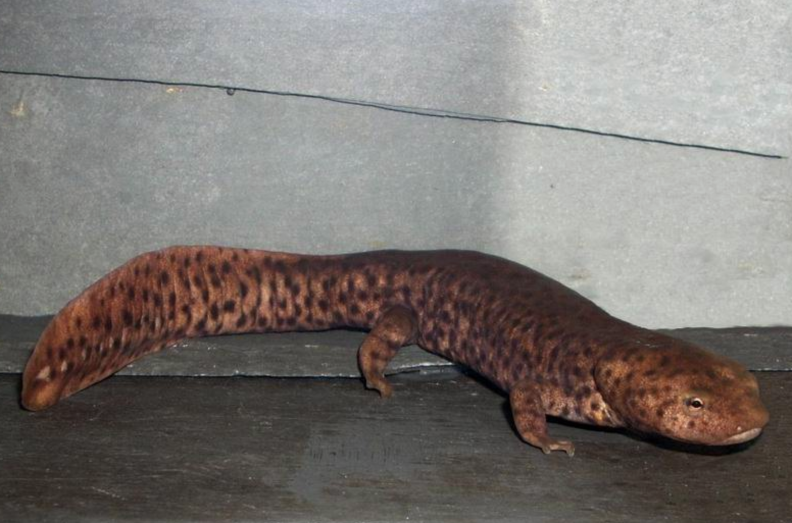  p>黑斑肥螈(学名: i>pachytriton brevipes /i>)是蝾螈科,肥螈属两栖