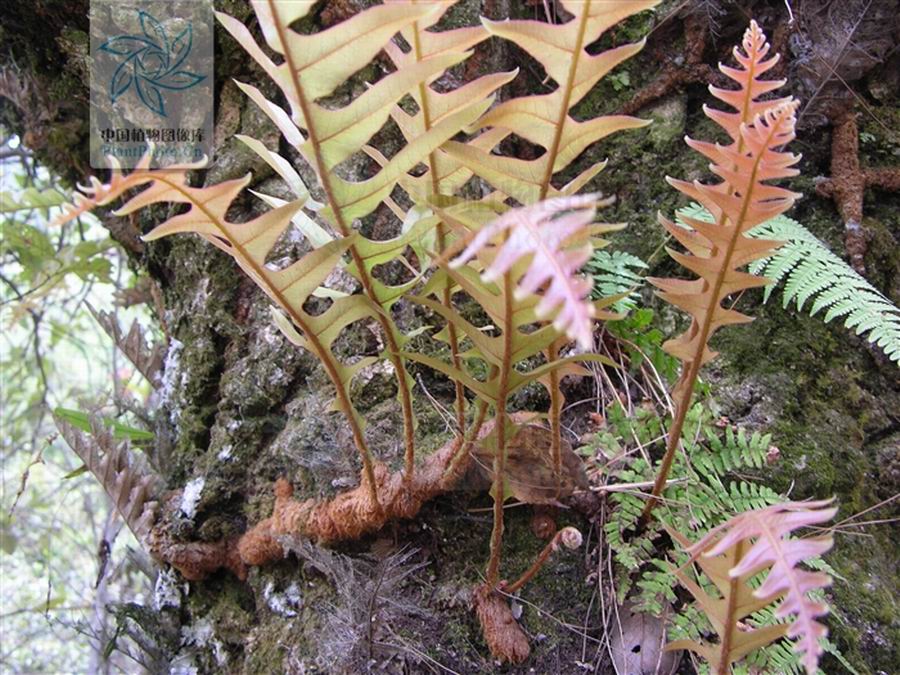 水龙骨目槲蕨科槲蕨属植物.附生岩石上或树上.