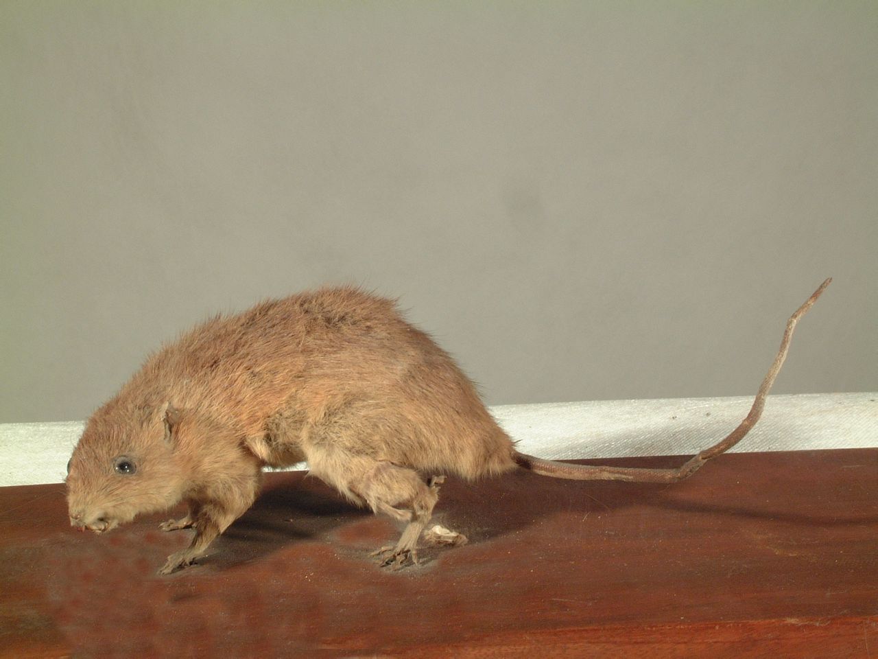 针毛鼠体型中型,耳小而圆,背毛棕色或棕黄色,腹毛白色.