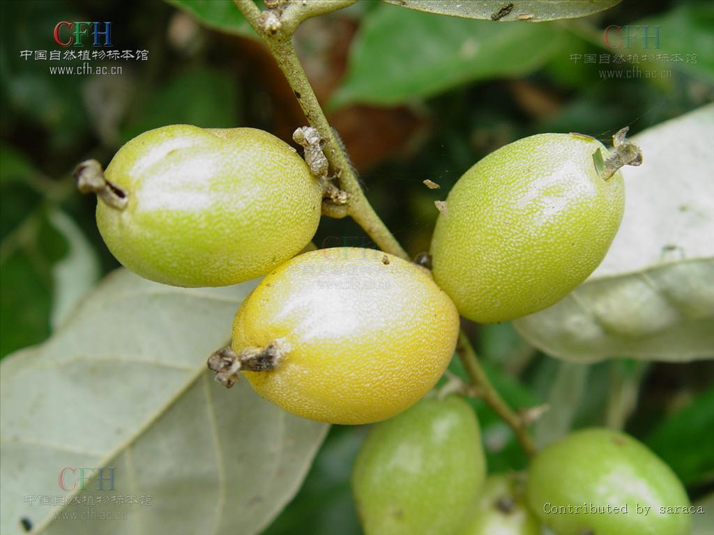  p>密花胡颓子(学名: i>elaeagnus conferta /i> roxb.