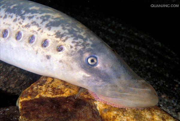 七鳃鳗