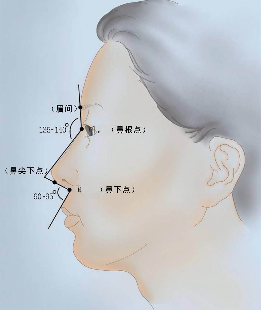 鼻梁