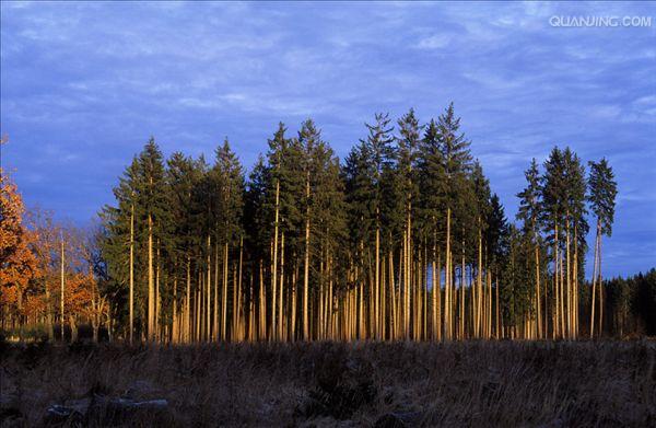  p>云杉(拉丁学名:picea asperata mast.)别名茂县云杉,茂县杉等.