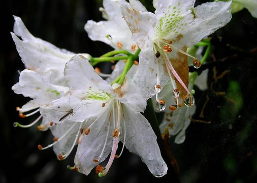  p>腺萼马银花(学名: i>rhododendron bachii /i> h. lév.