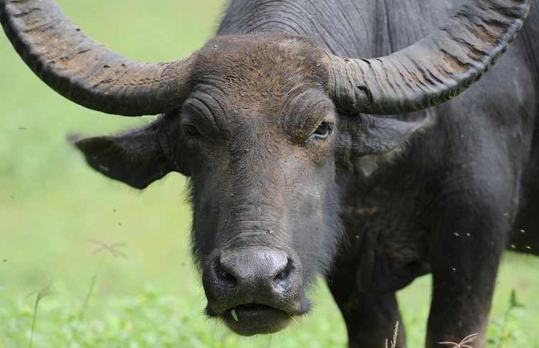  p data-id="gncnqola7t">水牛属(学名: i>bubalus /i>):哺乳纲偶蹄目