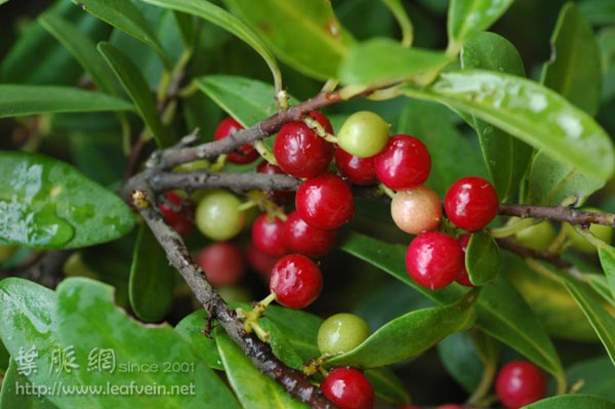  p>酸藤子( a href="#" data-lemmaid="8074290">学名 /a>:embelia