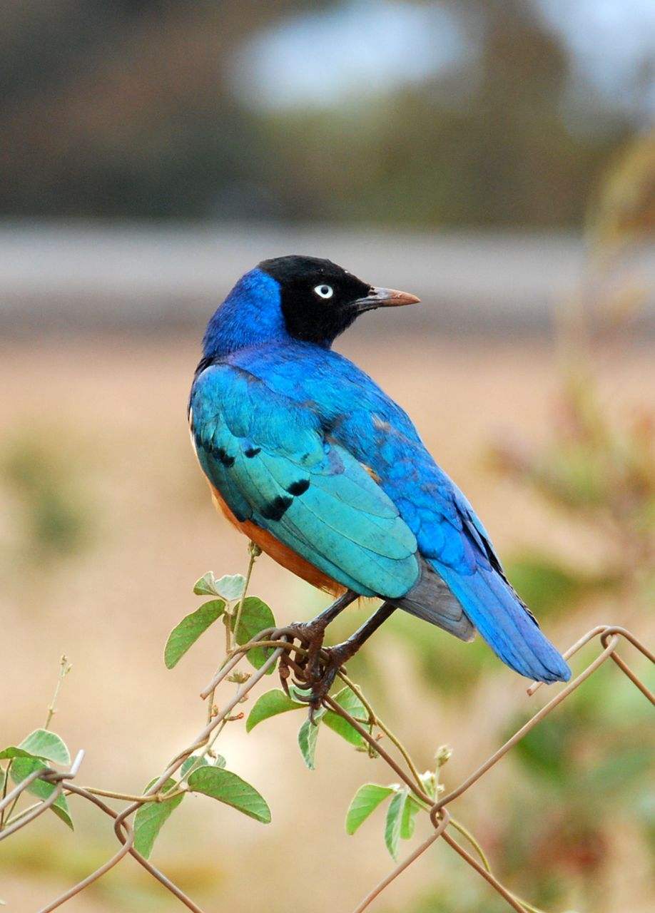  p>蓝耳丽椋鸟(学名:lamprotornis chalybaeus)属中型 a href="#"