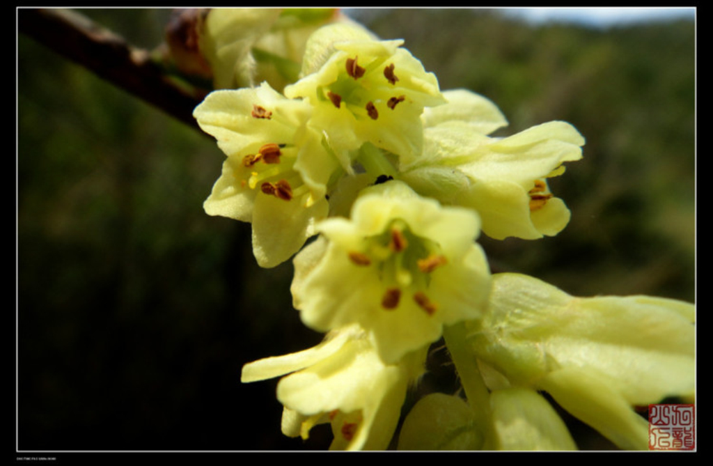  p>蜡瓣花属corylopsis sieb. et zucc.